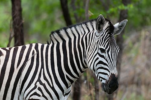 Close-up portrait of a plains or Burchells zebra Khwai Concession Area-Okavango-Botswana Art Print